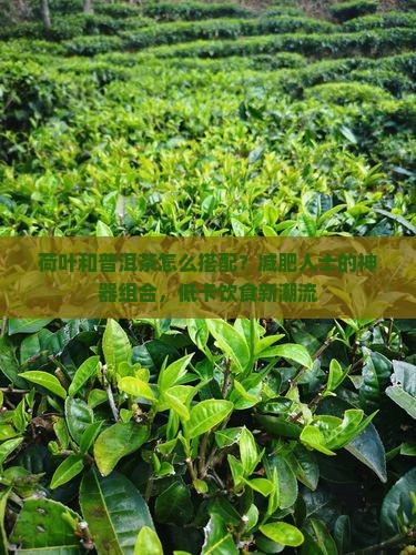 荷叶和普洱茶怎么搭配？减肥人士的神器组合，低卡饮食新潮流