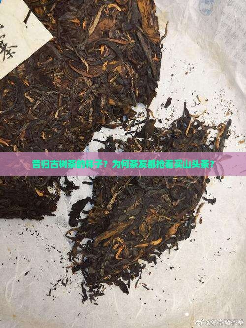 昔归古树茶的样子？为何茶友都抢着买山头茶？