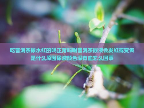 吃普洱茶尿水红的吗正常吗喝普洱茶尿液会发红或变黄是什么原因尿液颜色深有血怎么回事