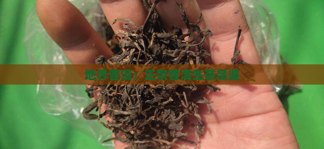 地界普洱:正宗普洱生茶品鉴 地界普洱:正宗普洱生茶品鉴