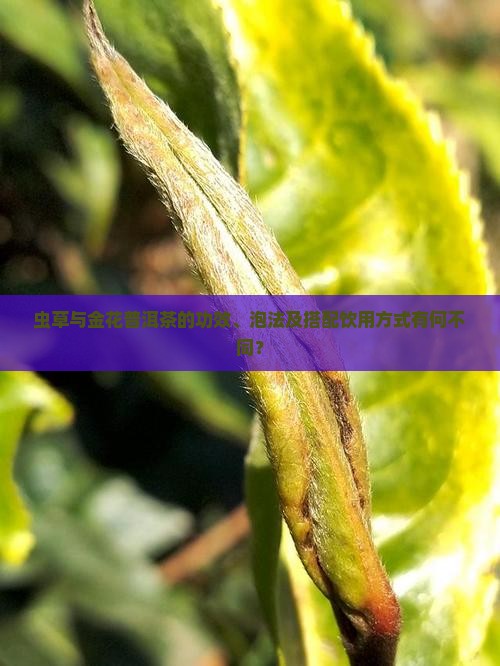 虫草与金花普洱茶的功效、泡法及搭配饮用方式有何不同？
