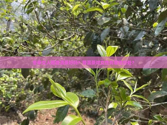 冬季女人喝普洱茶好吗？普洱茶对女性有哪些好处？