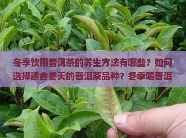 冬季饮用普洱茶的养生方法有哪些？如何选择适合冬天的普洱茶品种？冬季喝普洱茶有哪些注意事项？