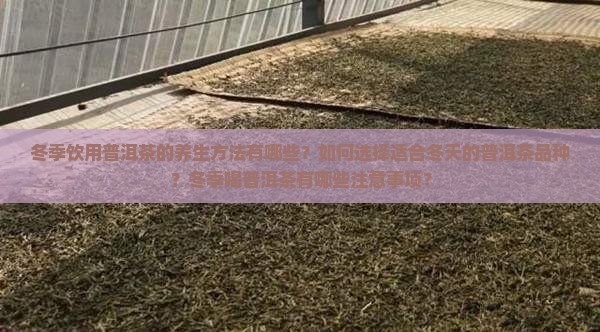冬季饮用普洱茶的养生方法有哪些？如何选择适合冬天的普洱茶品种？冬季喝普洱茶有哪些注意事项？