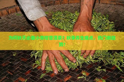 为何秋天必备小青柑普洱茶？秋季养生痛点，热门新趋势！