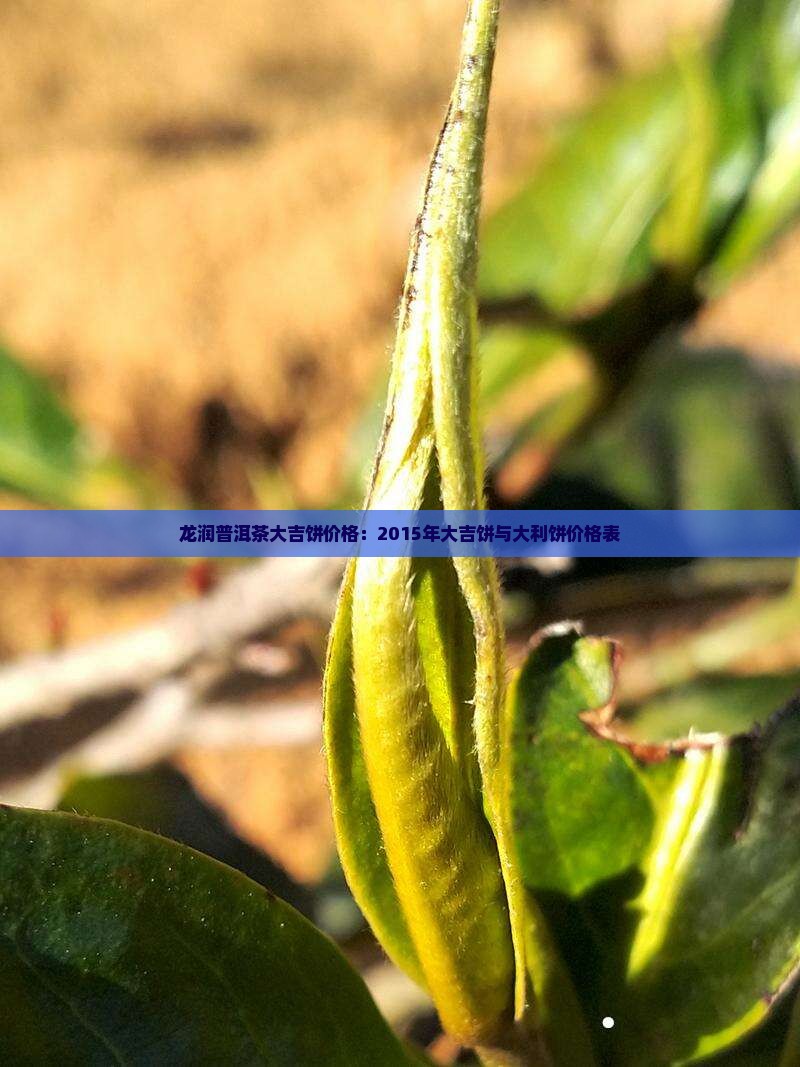 龙润普洱茶大吉饼价格：2015年大吉饼与大利饼价格表