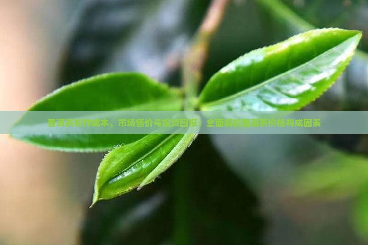 普洱茶制作成本、市场售价与投资回报：全面解析普洱茶价格构成因素
