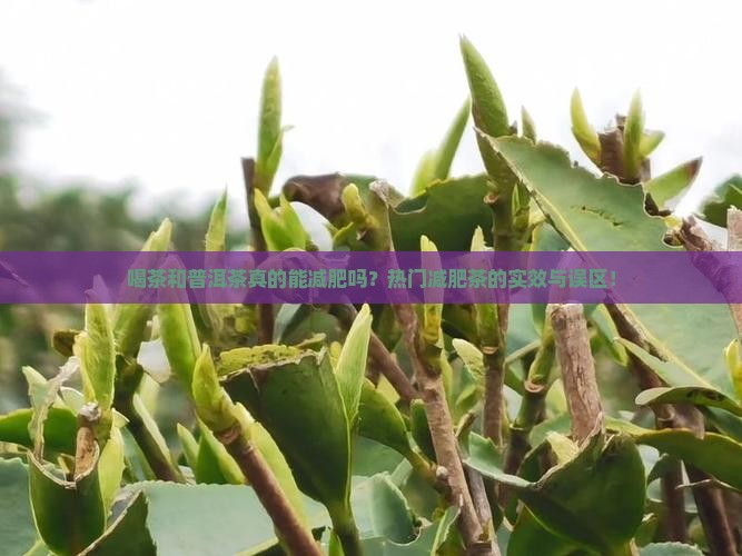 喝茶和普洱茶真的能减肥吗？热门减肥茶的实效与误区！