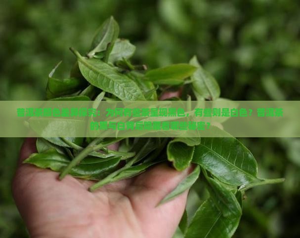 普洱茶颜色差异探究：为何有些茶呈现黑色，有些则是白色？普洱茶的黑与白背后隐藏着哪些秘密？