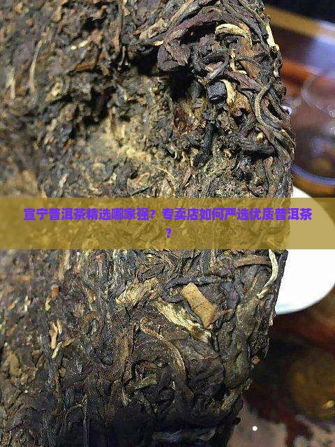 宣宁普洱茶精选哪家强？专卖店如何严选优质普洱茶？