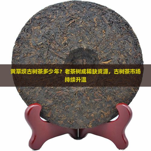 黄草坝古树茶多少年？老茶树成稀缺资源，古树茶市场持续升温