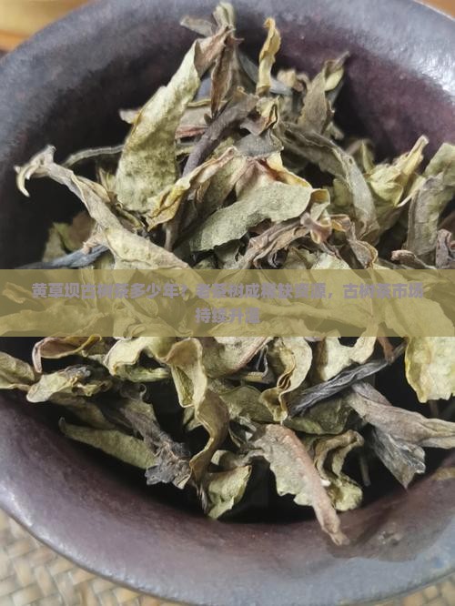 黄草坝古树茶多少年？老茶树成稀缺资源，古树茶市场持续升温