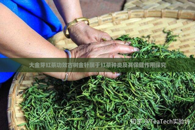 大金芽红茶功效古树金针属于红茶种类及其保健作用探究