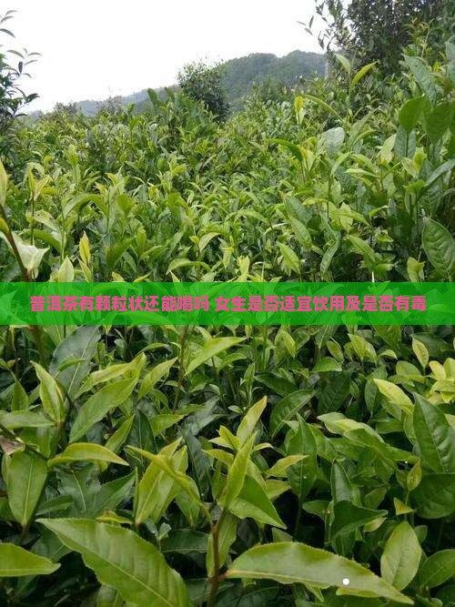 普洱茶有颗粒状还能喝吗 女生是否适宜饮用及是否有毒
