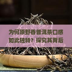 为何原野香普洱茶口感如此独特？探究其背后的秘密与市场热点！