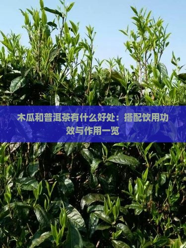 木瓜和普洱茶有什么好处：搭配饮用功效与作用一览