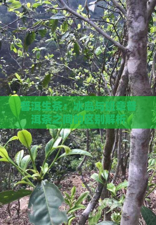 普洱生茶：冰岛与班章普洱茶之间的区别解析