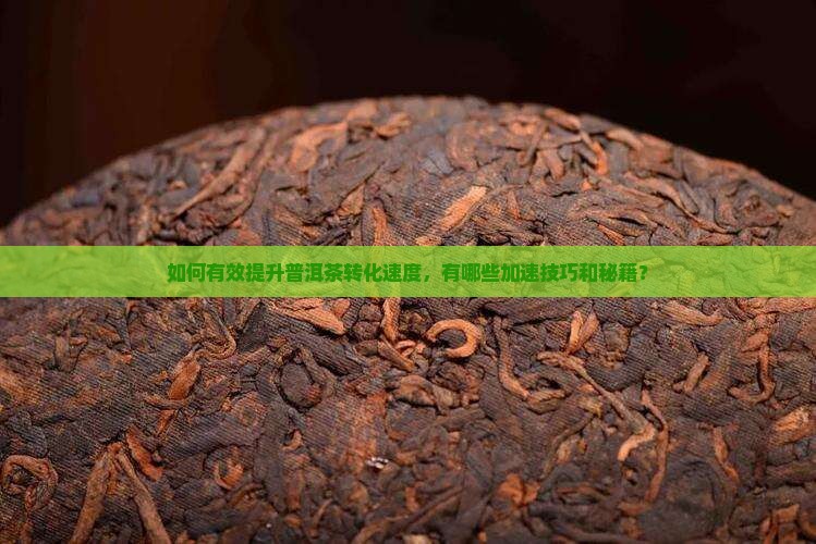 如何有效提升普洱茶转化速度，有哪些加速技巧和秘籍？