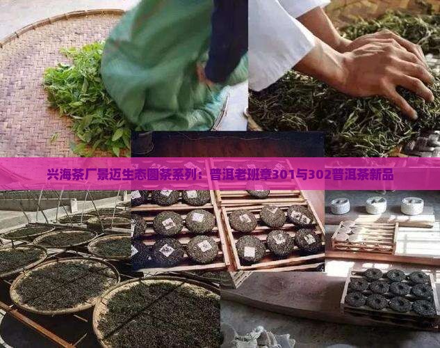 兴海茶厂景迈生态圆茶系列：普洱老班章301与302普洱茶新品