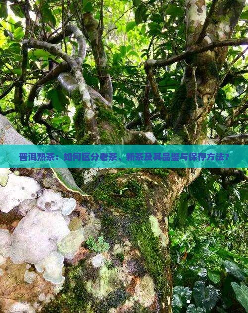 普洱熟茶：如何区分老茶、新茶及其品鉴与保存方法？