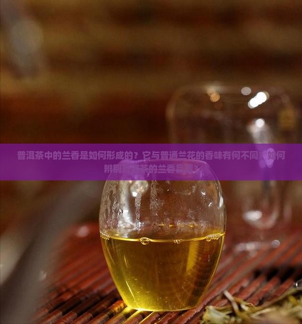 普洱茶中的兰香是如何形成的？它与普通兰花的香味有何不同？如何辨别普洱茶的兰香品质？