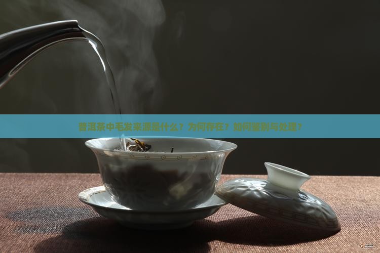 普洱茶中毛发来源是什么?为何存在?如何鉴别与处理? 普洱茶中毛发来源是什么?为何存在?如何鉴别与处理?