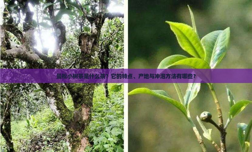 曼松小树茶是什么茶？它的特点、产地与冲泡方法有哪些？