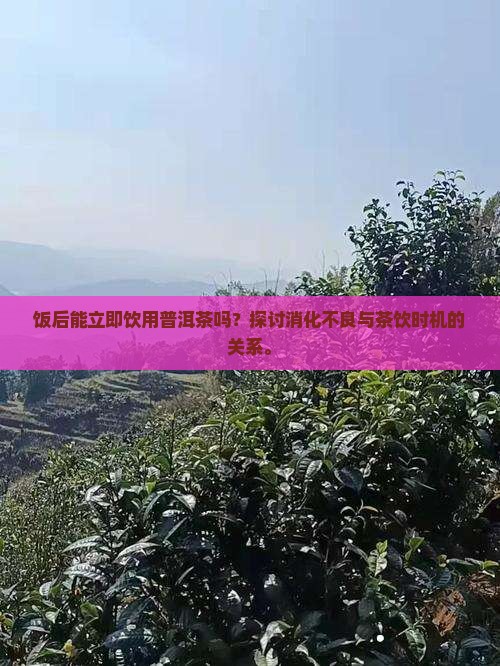 饭后能立即饮用普洱茶吗？探讨消化不良与茶饮时机的关系。