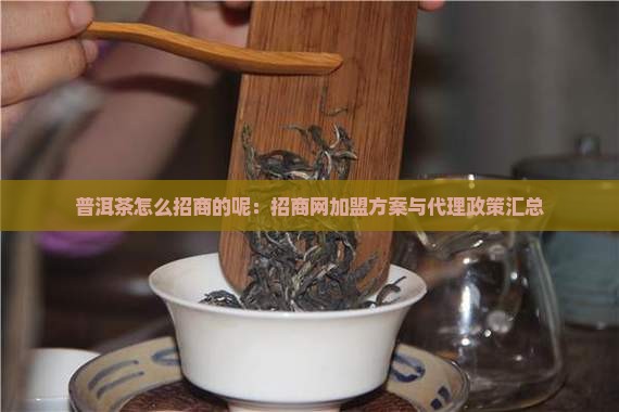 普洱茶怎么招商的呢：招商网加盟方案与代理政策汇总