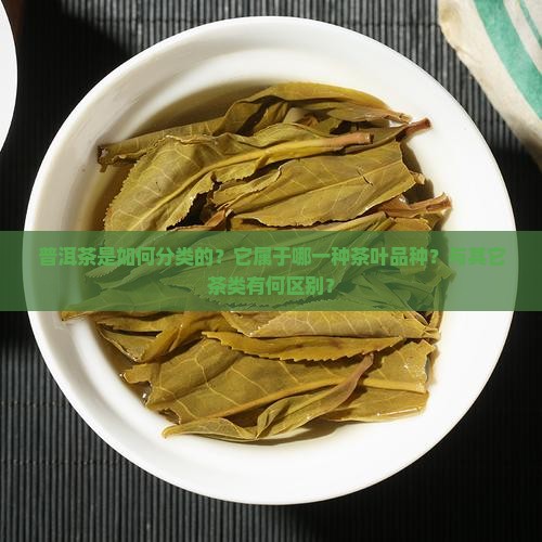 普洱茶是如何分类的？它属于哪一种茶叶品种？与其它茶类有何区别？