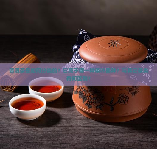 普洱茶是如何分类的？它属于哪一种茶叶品种？与其它茶类有何区别？