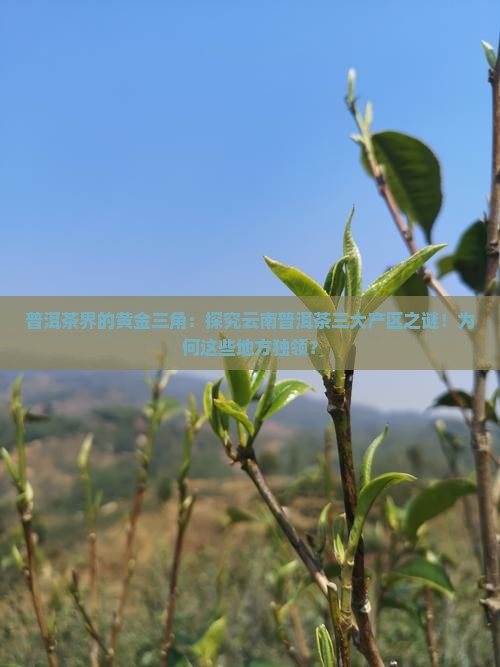 普洱茶界的黄金三角：探究云南普洱茶三大产区之谜！为何这些地方独领？