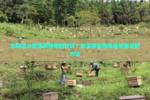 怎样区分普洱茶熟茶的好坏？资深茶友熟茶品质鉴定新方法