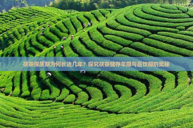 茯茶保质期为何长达几年？探究茯茶储存年限与品饮期的奥秘