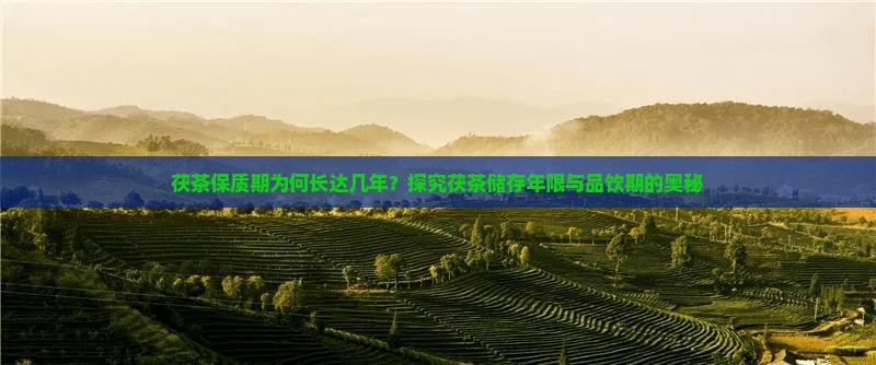 茯茶保质期为何长达几年？探究茯茶储存年限与品饮期的奥秘