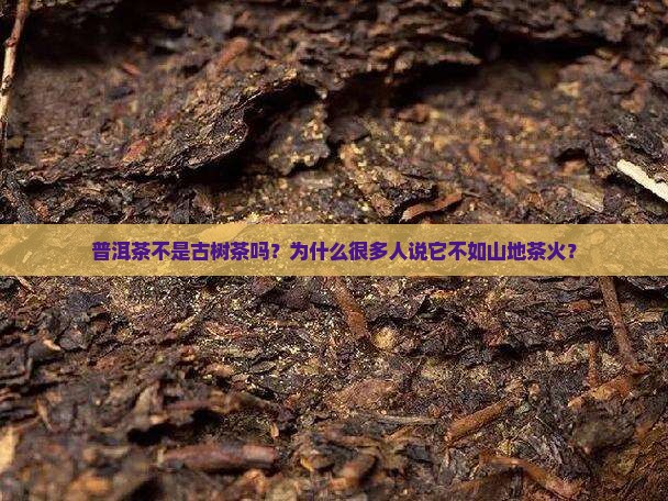 普洱茶不是古树茶吗？为什么很多人说它不如山地茶火？