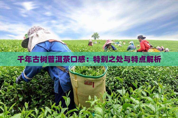 千年古树普洱茶口感：特别之处与特点解析