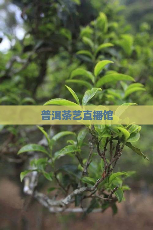 普洱茶艺直播馆
