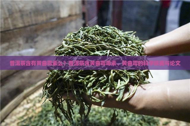 普洱茶含有黄曲霉素么？普洱茶含黄曲霉毒素、黄曲霉的科学依据与论文