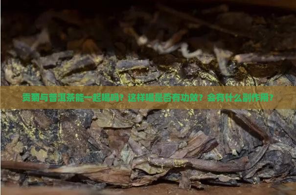 贡菊与普洱茶能一起喝吗？这样喝是否有功效？会有什么副作用？