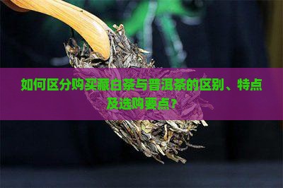 如何区分购买藏白茶与普洱茶的区别、特点及选购要点？