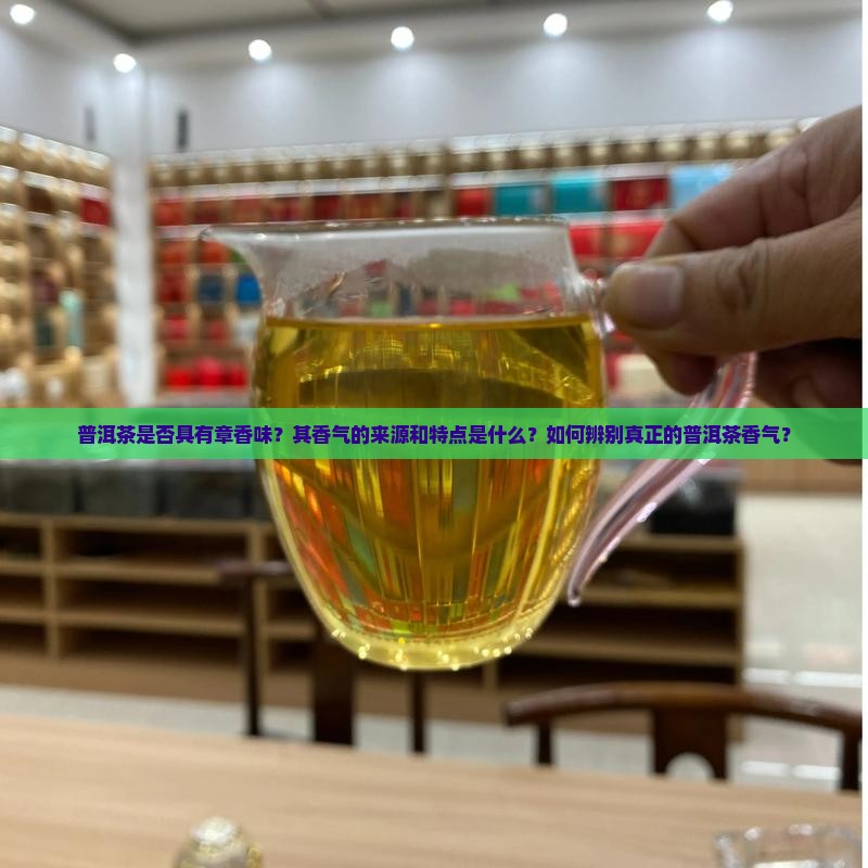 普洱茶是否具有章香味？其香气的来源和特点是什么？如何辨别真正的普洱茶香气？