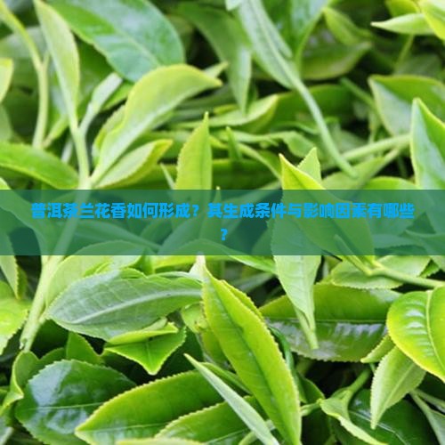 普洱茶兰花香如何形成？其生成条件与影响因素有哪些？