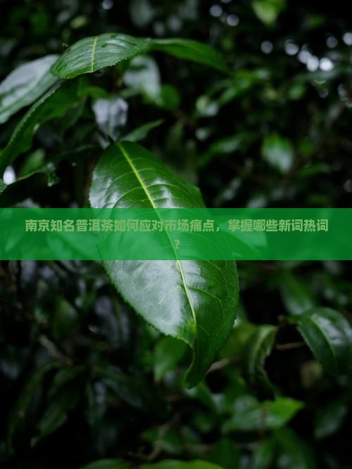 南京知名普洱茶如何应对市场痛点，掌握哪些新词热词？
