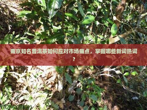 南京知名普洱茶如何应对市场痛点，掌握哪些新词热词？