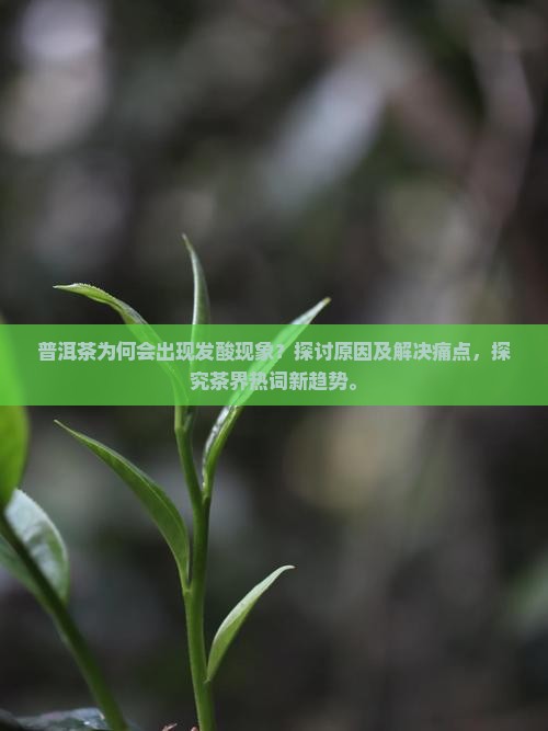 普洱茶为何会出现发酸现象？探讨原因及解决痛点，探究茶界热词新趋势。