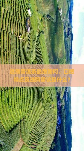 远辰普洱茶品质如何、口感特点及选购建议是什么？