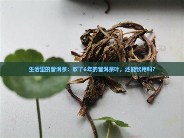 生活里的普洱茶：放了6年的普洱茶叶，还能饮用吗？