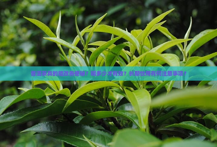 普洱茶真的能改善便秘？喝多少才有效？长期饮用有何注意事项？