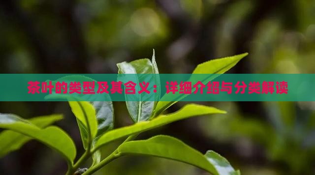 茶叶的类型及其含义：详细介绍与分类解读